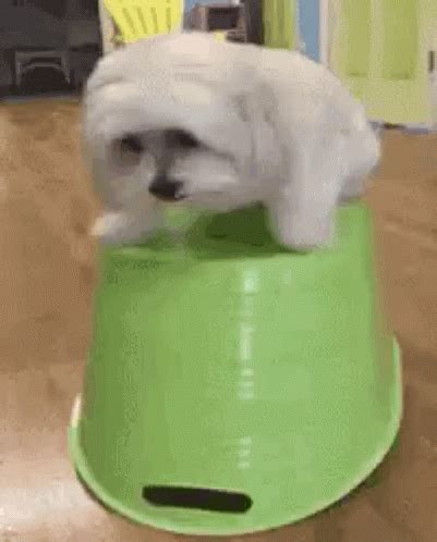 Dog Shaking GIFs